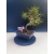 Żywe Drzewko Bonsai Sosna Czarna Pinus Nigra 10-letni na PREZENT 327