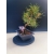 Żywe Drzewko Bonsai Sosna Czarna Pinus Nigra 10-letni na PREZENT 327