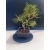Żywe Drzewko Bonsai Sosna Czarna Pinus Nigra 10-letni na PREZENT 327
