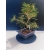 Żywe Drzewko Bonsai Sosna Czarna Pinus Nigra 10-letni na PREZENT 327