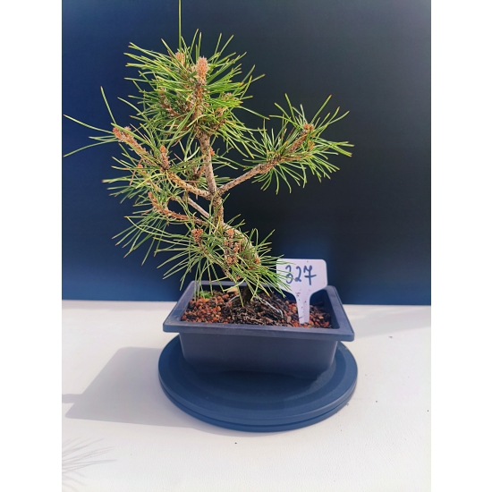 Żywe Drzewko Bonsai Sosna Czarna Pinus Nigra 10-letni na PREZENT 327