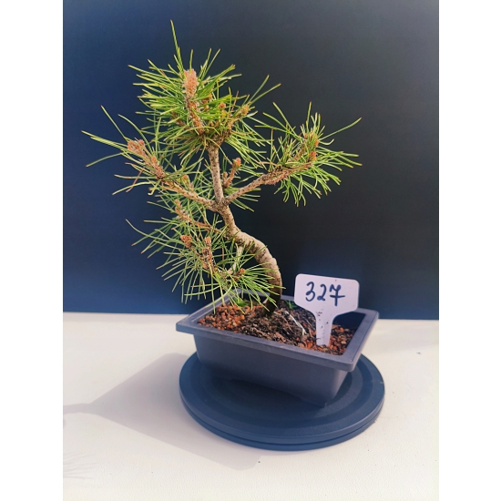 Żywe Drzewko Bonsai Sosna Czarna Pinus Nigra 10-letni na PREZENT 327