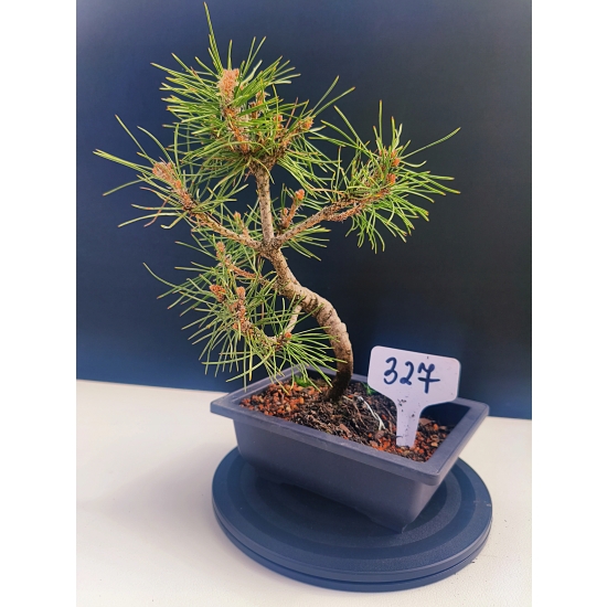 Żywe Drzewko Bonsai Sosna Czarna Pinus Nigra 10-letni na PREZENT 327
