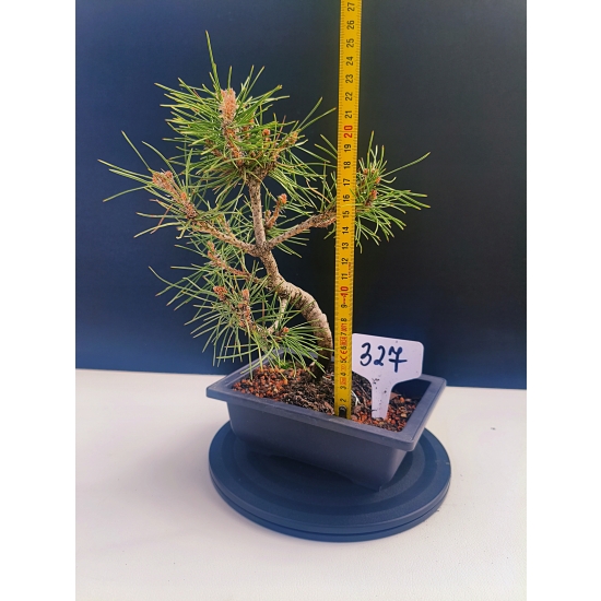 Żywe Drzewko Bonsai Sosna Czarna Pinus Nigra 10-letni na PREZENT 327
