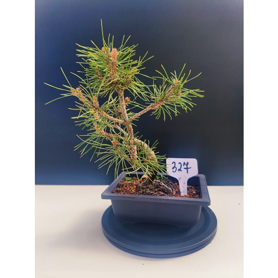 Żywe Drzewko Bonsai Sosna Czarna Pinus Nigra 10-letni na PREZENT 327