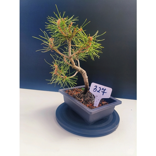 Żywe Drzewko Bonsai Sosna Czarna Pinus Nigra 10-letni na PREZENT 327