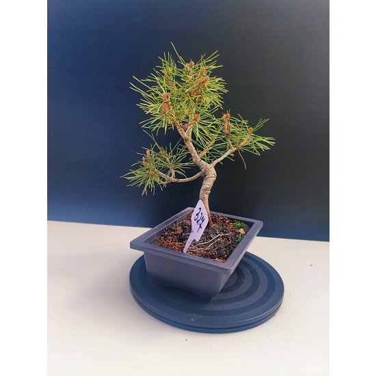 Żywe Drzewko Bonsai Sosna Czarna Pinus Nigra 10-letni na PREZENT 327