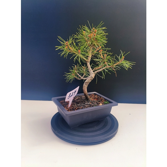 Żywe Drzewko Bonsai Sosna Czarna Pinus Nigra 10-letni na PREZENT 327