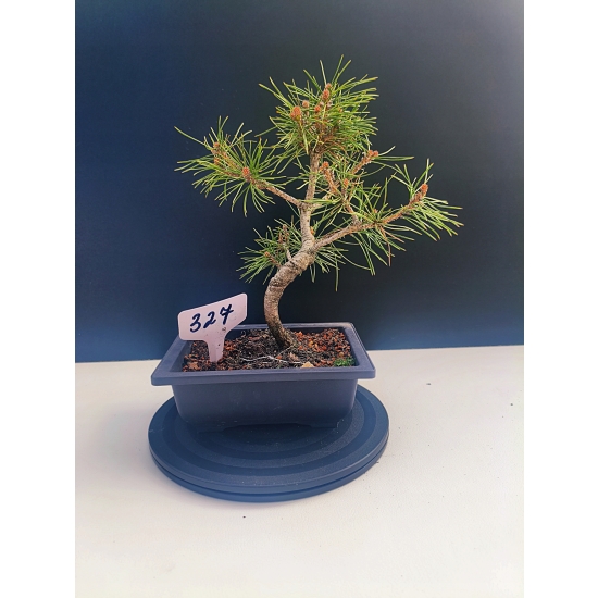 Żywe Drzewko Bonsai Sosna Czarna Pinus Nigra 10-letni na PREZENT 327