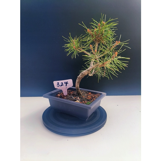 Żywe Drzewko Bonsai Sosna Czarna Pinus Nigra 10-letni na PREZENT 327