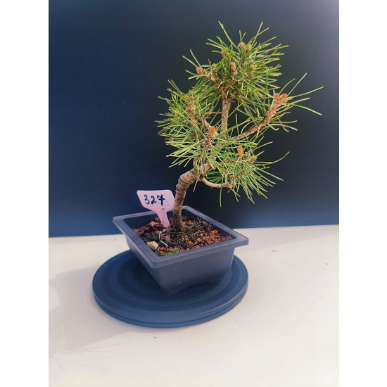 Żywe Drzewko Bonsai Sosna Czarna Pinus Nigra 10-letni na PREZENT 327