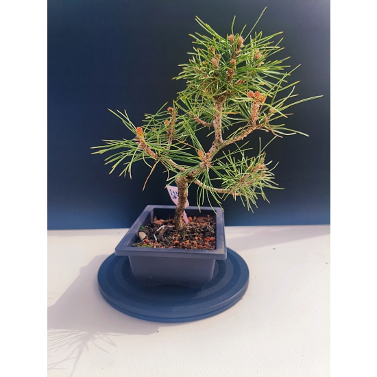 Żywe Drzewko Bonsai Sosna Czarna Pinus Nigra 10-letni na PREZENT 327