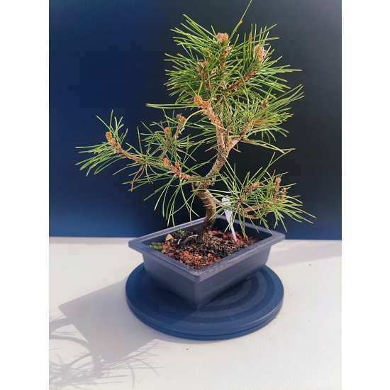 Żywe Drzewko Bonsai Sosna Czarna Pinus Nigra 10-letni na PREZENT 327