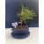 Żywe Drzewko Bonsai Sosna Czarna Pinus Nigra 10-letni na PREZENT 323