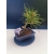 Żywe Drzewko Bonsai Sosna Czarna Pinus Nigra 10-letni na PREZENT 323