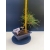 Żywe Drzewko Bonsai Sosna Czarna Pinus Nigra 10-letni na PREZENT 323