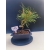 Żywe Drzewko Bonsai Sosna Czarna Pinus Nigra 10-letni na PREZENT 323