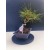 Żywe Drzewko Bonsai Sosna Czarna Pinus Nigra 10-letni na PREZENT 323