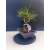 Żywe Drzewko Bonsai Sosna Czarna Pinus Nigra 10-letni na PREZENT 323