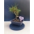 Żywe Drzewko Bonsai Sosna Czarna Pinus Nigra 10-letni na PREZENT 323