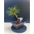 Żywe Drzewko Bonsai Sosna Czarna Pinus Nigra 10-letni na PREZENT 323