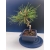 Żywe Drzewko Bonsai Sosna Czarna Pinus Nigra 10-letni na PREZENT 323