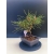 Żywe Drzewko Bonsai Sosna Czarna Pinus Nigra 10-letni na PREZENT 323