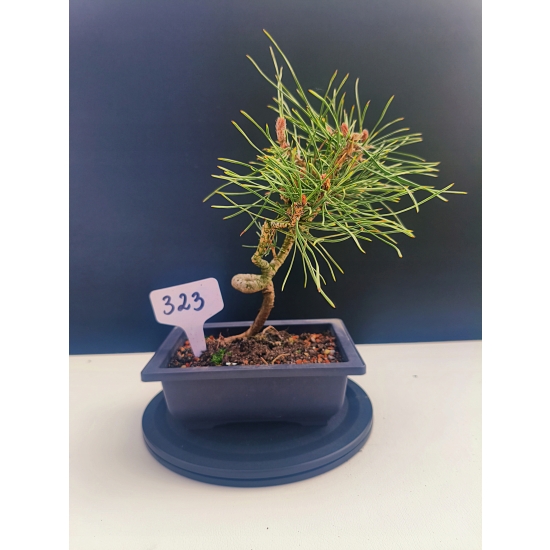Żywe Drzewko Bonsai Sosna Czarna Pinus Nigra 10-letni na PREZENT 323