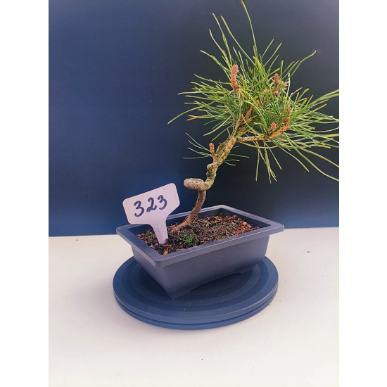 Żywe Drzewko Bonsai Sosna Czarna Pinus Nigra 10-letni na PREZENT 323
