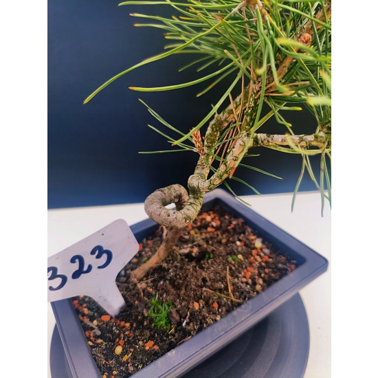 Żywe Drzewko Bonsai Sosna Czarna Pinus Nigra 10-letni na PREZENT 323