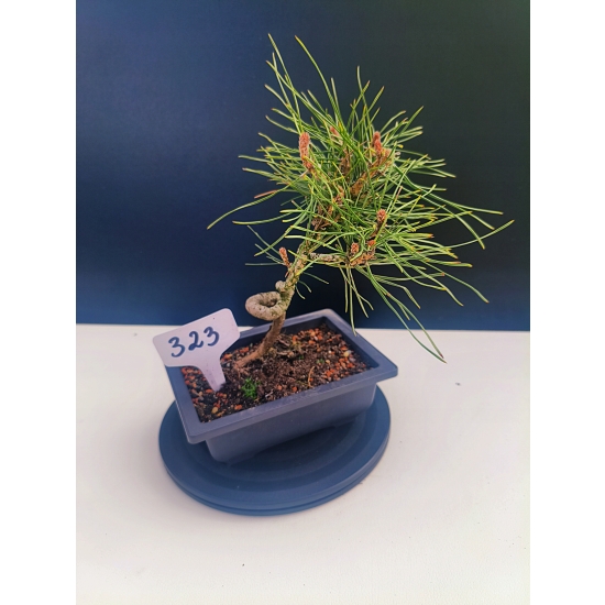 Żywe Drzewko Bonsai Sosna Czarna Pinus Nigra 10-letni na PREZENT 323