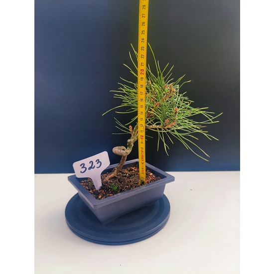 Żywe Drzewko Bonsai Sosna Czarna Pinus Nigra 10-letni na PREZENT 323