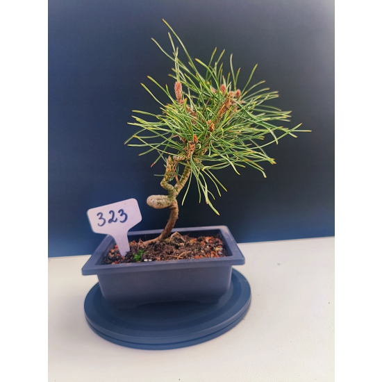 Żywe Drzewko Bonsai Sosna Czarna Pinus Nigra 10-letni na PREZENT 323