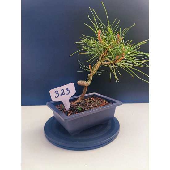 Żywe Drzewko Bonsai Sosna Czarna Pinus Nigra 10-letni na PREZENT 323