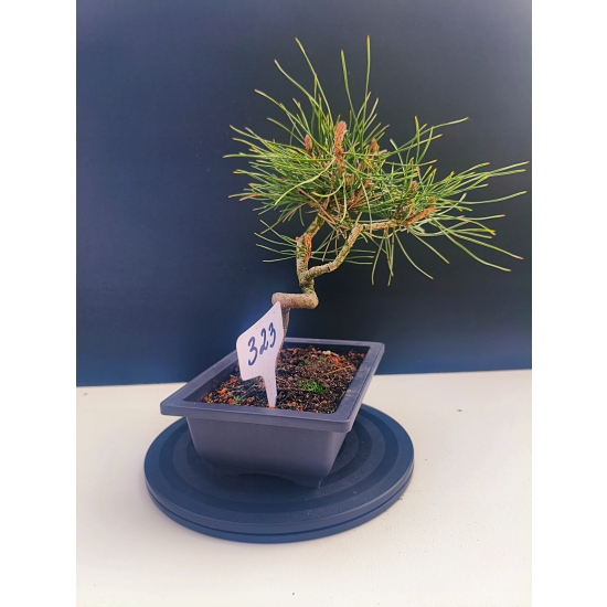 Żywe Drzewko Bonsai Sosna Czarna Pinus Nigra 10-letni na PREZENT 323