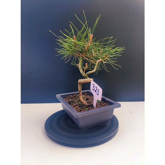 Żywe Drzewko Bonsai Sosna Czarna Pinus Nigra 10-letni na PREZENT 323