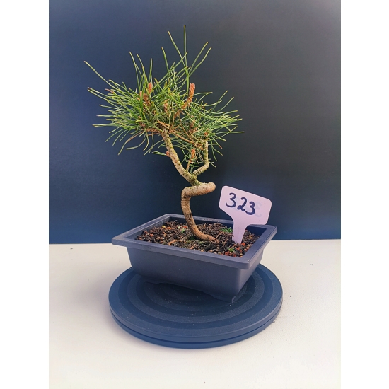 Żywe Drzewko Bonsai Sosna Czarna Pinus Nigra 10-letni na PREZENT 323