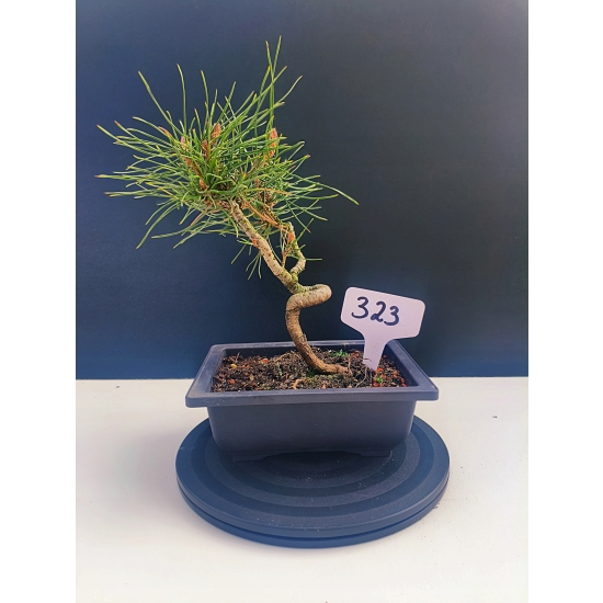 Żywe Drzewko Bonsai Sosna Czarna Pinus Nigra 10-letni na PREZENT 323