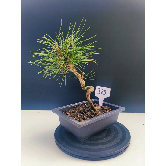 Żywe Drzewko Bonsai Sosna Czarna Pinus Nigra 10-letni na PREZENT 323