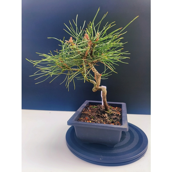 Żywe Drzewko Bonsai Sosna Czarna Pinus Nigra 10-letni na PREZENT 323