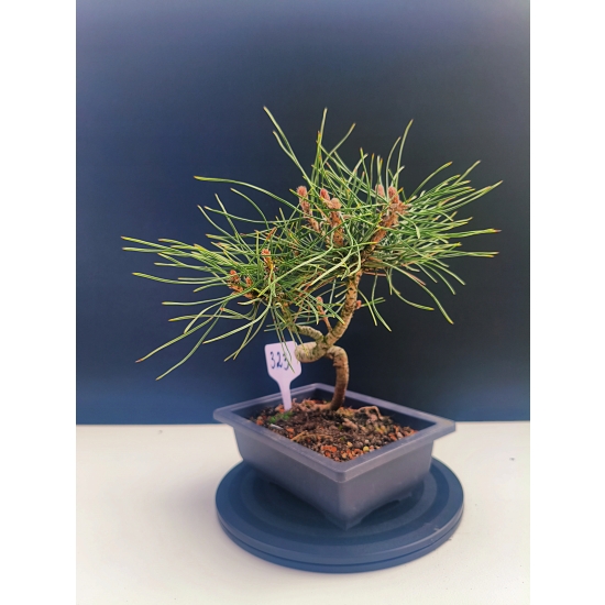 Żywe Drzewko Bonsai Sosna Czarna Pinus Nigra 10-letni na PREZENT 323