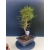 Żywe Drzewko Bonsai Sosna Czarna Pinus Nigra 10-letni na PREZENT 330