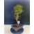 Żywe Drzewko Bonsai Sosna Czarna Pinus Nigra 10-letni na PREZENT 330