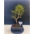 Żywe Drzewko Bonsai Sosna Czarna Pinus Nigra 10-letni na PREZENT 330