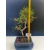 Żywe Drzewko Bonsai Sosna Czarna Pinus Nigra 10-letni na PREZENT 330
