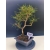 Żywe Drzewko Bonsai Sosna Czarna Pinus Nigra 10-letni na PREZENT 330