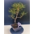 Żywe Drzewko Bonsai Sosna Czarna Pinus Nigra 10-letni na PREZENT 330