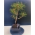 Żywe Drzewko Bonsai Sosna Czarna Pinus Nigra 10-letni na PREZENT 330