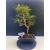 Żywe Drzewko Bonsai Sosna Czarna Pinus Nigra 10-letni na PREZENT 330
