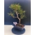 Żywe Drzewko Bonsai Sosna Czarna Pinus Nigra 10-letni na PREZENT 330